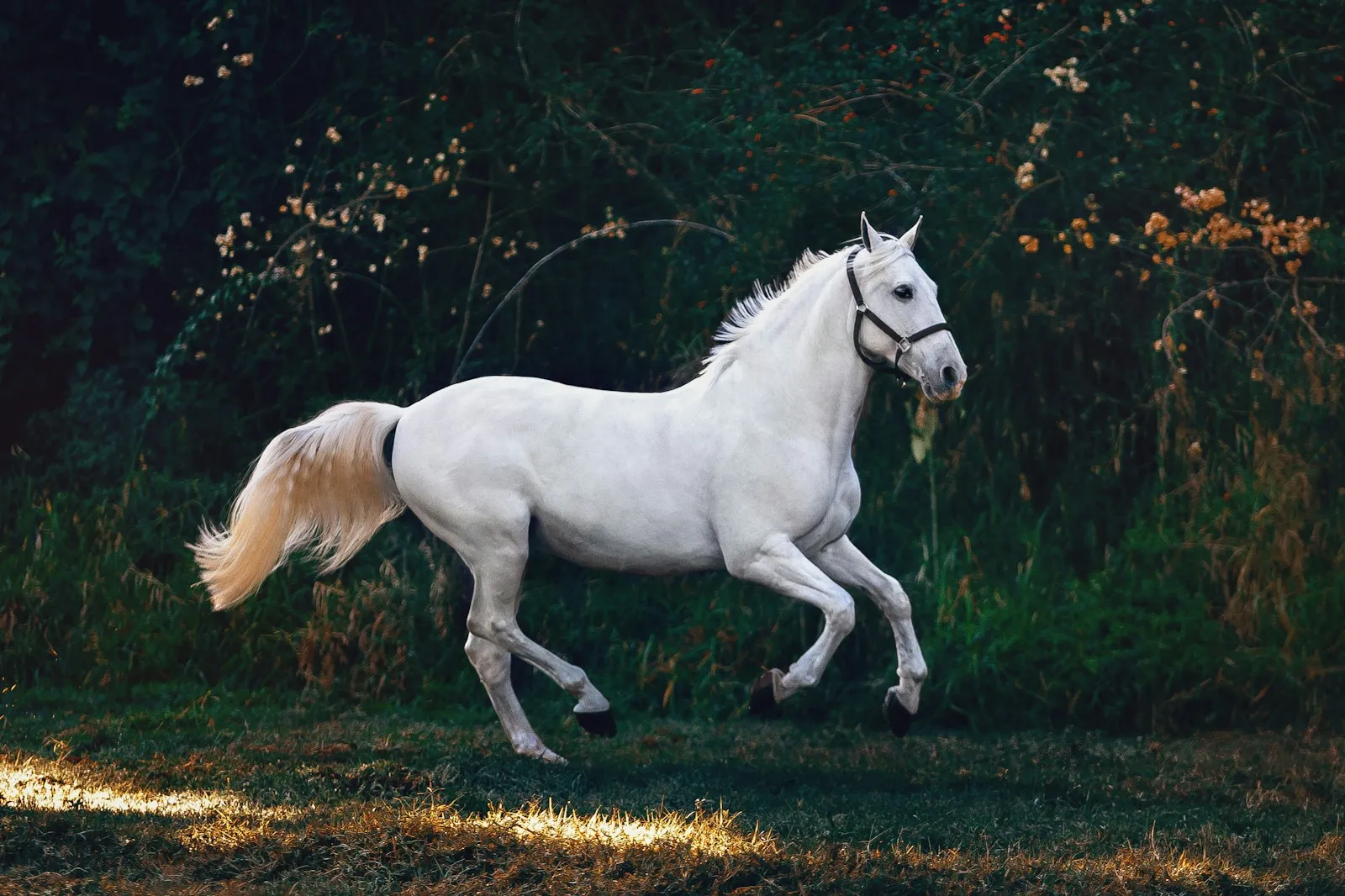Caballo en libertad