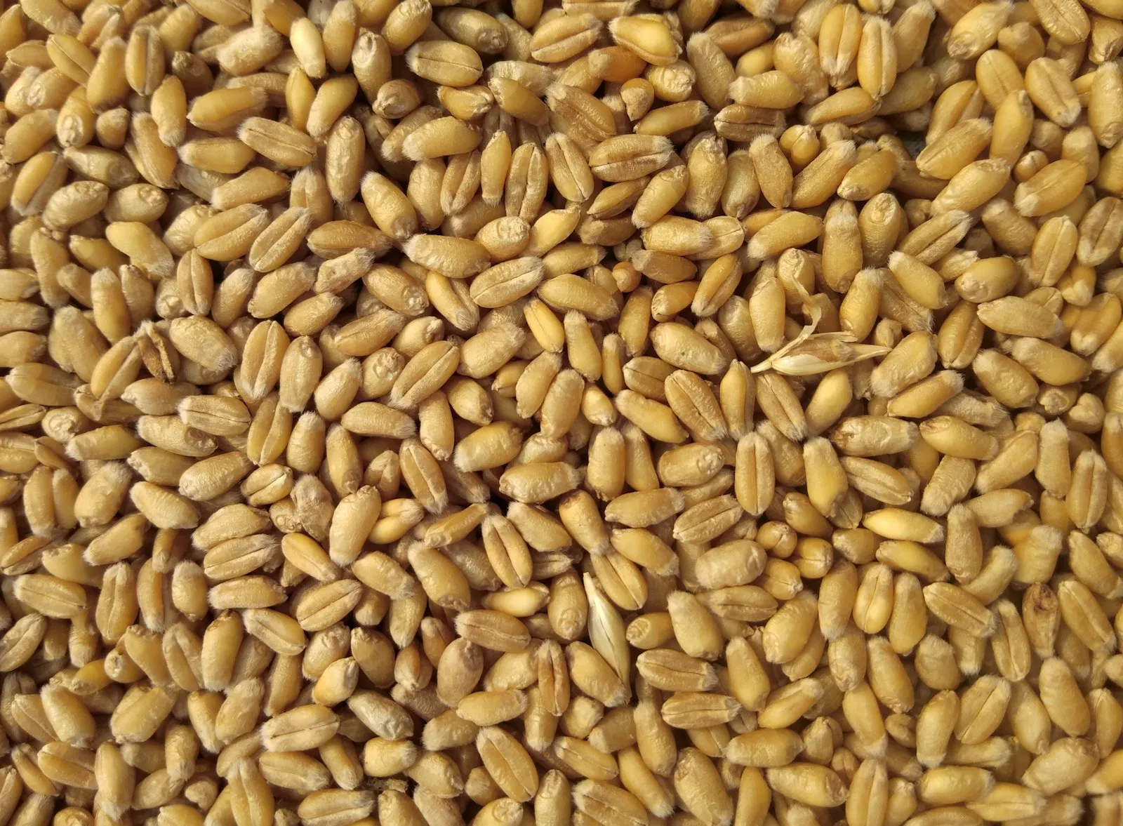 Alimentos & Abarrotería