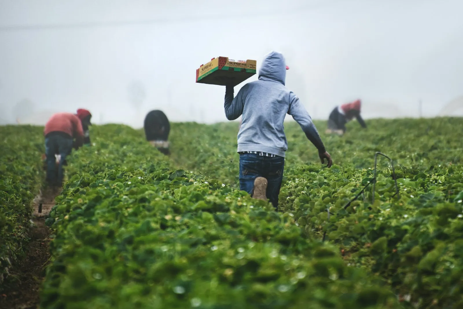 Trabajadores cosechando